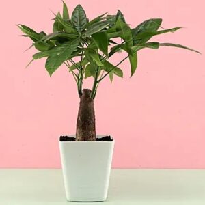 Pachira Bonsai Plant In White Pot