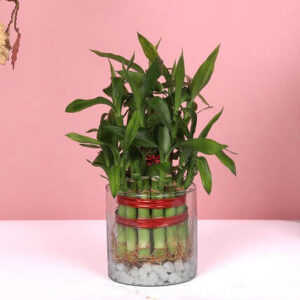 Plant Bamboos In Vase