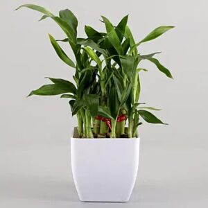 Two Layer Bamboo Plant